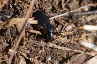 Pterostichus madidus