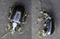 Lasiorhynchites olivaceus