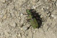 Cicindela campestris