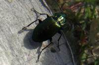 Poecilus cupreus