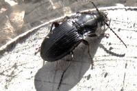 Abax parallelus