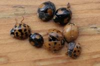Harmonia axyridis