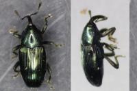 Aulacobaris coerulescens