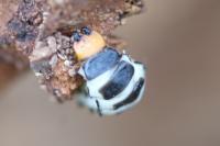 Lygistopterus sanguineus