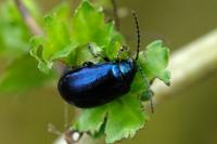 Agelastica alni