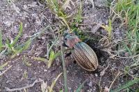 Carabus cancellatus