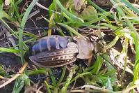 Carabus cancellatus