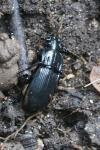 Abax parallelepipedus