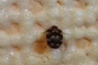 Anthrenus verbasci