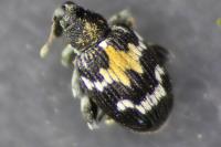 Tachyerges salicis