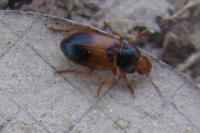 Diachromus germanus