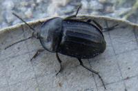 Phosphuga atrata