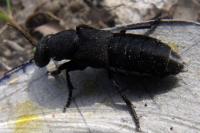 Ocypus olens