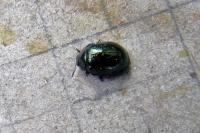 Plagiodera versicolora