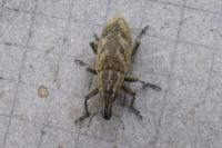 Cleonis pigra