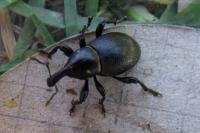 Liparus coronatus