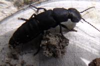 Ocypus olens