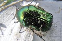 Cetonia aurata