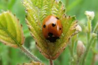 Coccinella septempunctata