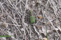 Cicindela campestris