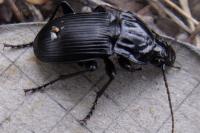 Abax parallelepipedus