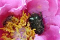 Cetonia aurata