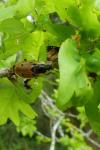 Dendroxena quadrimaculata