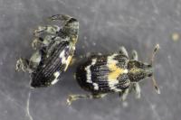 Tachyerges salicis