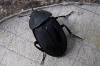 Silpha obscura