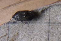 Attagenus pellio