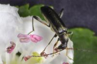 Grammoptera ruficornis