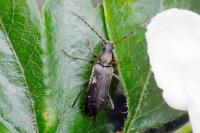 Grammoptera ruficornis