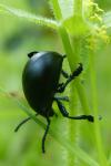 Timarcha tenebricosa
