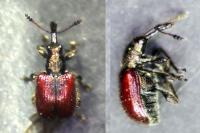 Tatianaerhynchites aequatus