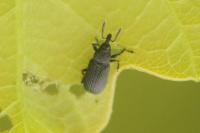 Magdalis cerasi