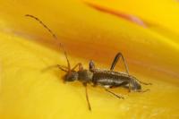 Grammoptera ruficornis