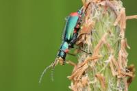 Malachius bipustulatus