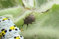 Rhinusa tetra