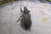 Tanymecus palliatus