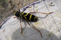 Clytus arietis