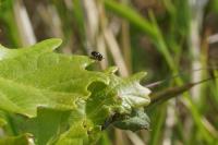 Cryptocephalus