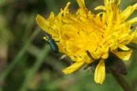 Psilothrix viridicoerulea