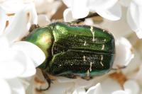 Cetonia aurata