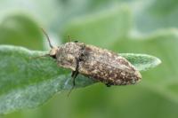 Agrypnus murinus