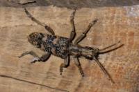 Rhagium sycophanta