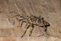 Rhagium sycophanta