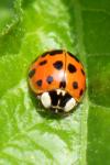 Harmonia axyridis