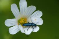 Psilothrix viridicoerulea