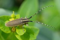 Agapanthia asphodeli