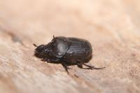 Onthophagus verticicornis
